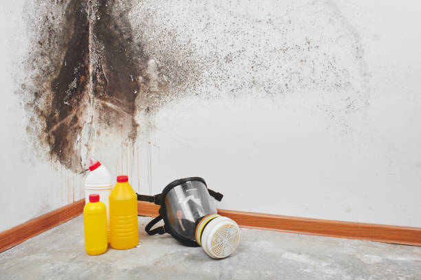 Best Black Mold Removal  in Edisto, SC
