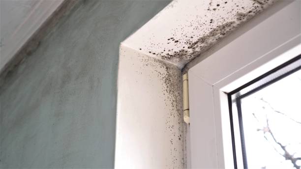 Best Mold Cleaning Services  in Edisto, SC
