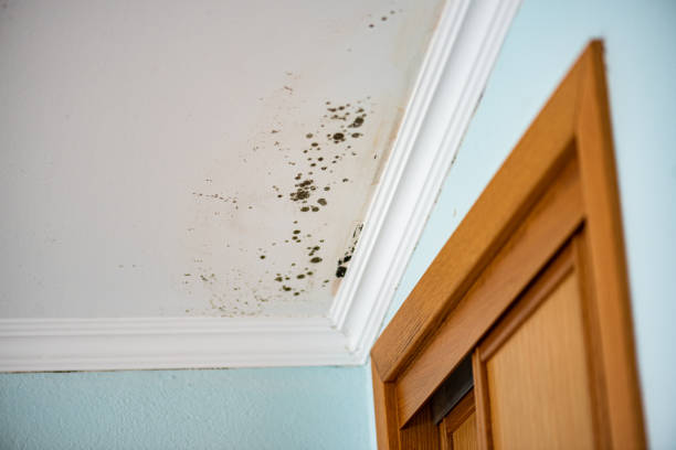 Best Attic Mold Removal  in Edisto, SC