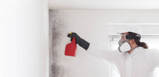 Best Certified Mold Removal  in Edisto, SC