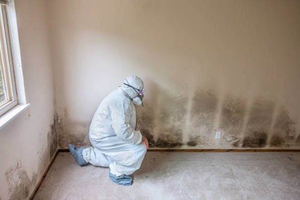 Best Mold Damage Repair  in Edisto, SC
