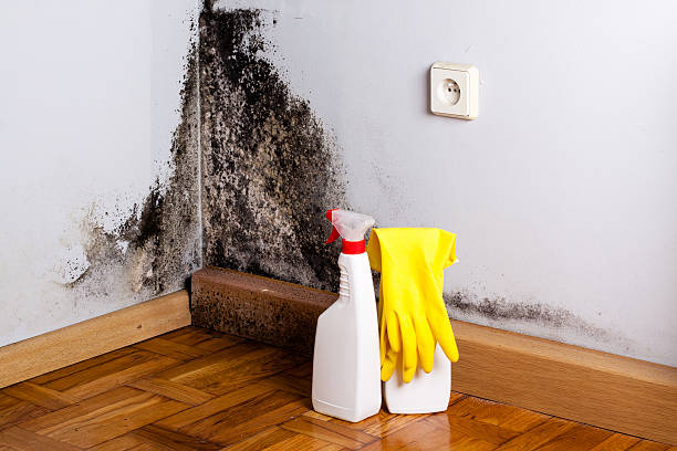 Best Attic Mold Removal  in Edisto, SC